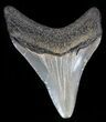 Bargain Megalodon Tooth - Maryland #29971-1